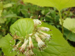 Parasenecio kamtschaticus