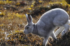 Lepus arcticus