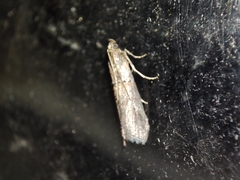Acrobasis bithynella