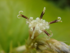 Parasenecio kamtschaticus