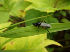 Bibio pomonae
