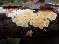 Basidioradulum radula