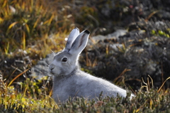 Lepus arcticus
