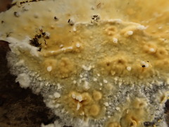 Basidioradulum radula