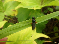 Bibio pomonae