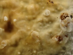 Basidioradulum radula