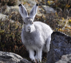 Lepus arcticus