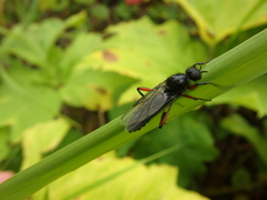 Bibio pomonae