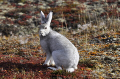 Lepus arcticus