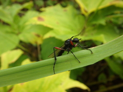 Bibio pomonae