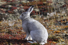 Lepus arcticus