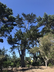 Cupressus macrocarpa