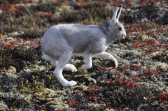 Lepus arcticus