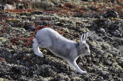 Lepus arcticus
