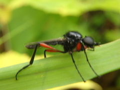 Bibio pomonae