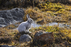 Lepus arcticus