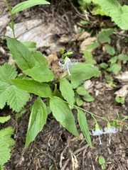 Campanula scouleri