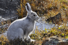 Lepus arcticus