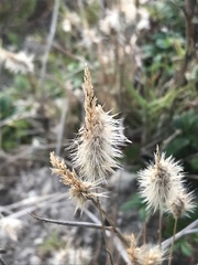 Polypogon monspeliensis