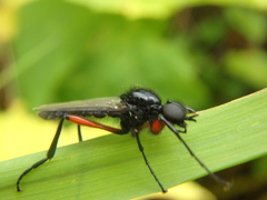 Bibio pomonae