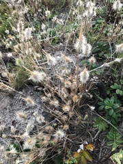Polypogon monspeliensis
