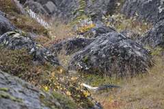 Plectrophenax nivalis