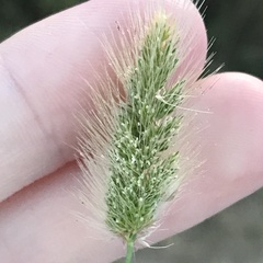Polypogon monspeliensis