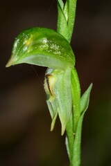 Pterostylis macilenta