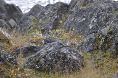 Plectrophenax nivalis