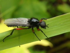 Bibio pomonae
