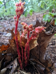 Monotropa hypopitys