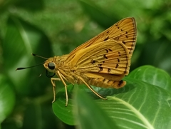 Cephrenes trichopepla