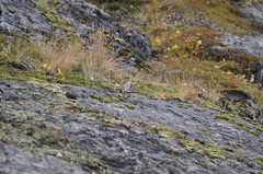 Plectrophenax nivalis