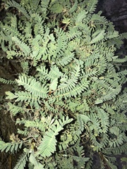 Astragalus nuttallii