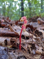Monotropa hypopitys