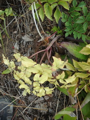 Angelica gmelinii