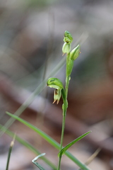 Pterostylis diminuta