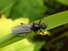 Bibio pomonae