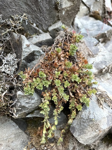 Saxifraga vespertina, photograph 4