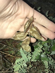 Astragalus nuttallii