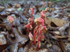 Monotropa hypopitys