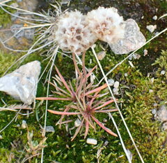 Armeria maritima sibirica