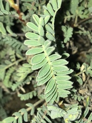 Astragalus nuttallii