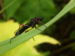 Bibio pomonae
