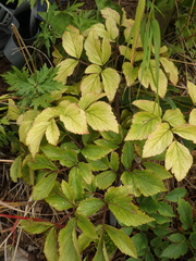 Angelica gmelinii