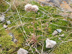 Armeria maritima sibirica