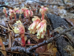 Monotropa hypopitys