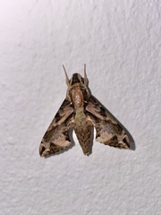 Eupanacra elegantulus