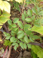 Angelica gmelinii