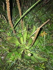 Plantago subnuda